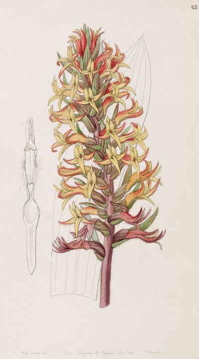Dichromanthus cinnabarinus (como sin. Stenorrhynchos cinnabarinum, escrito por Lindley como Stenorhynchus cinnabarinus) de Miss Drake